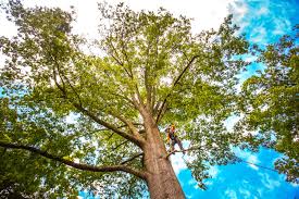 Tree and Shrub Care in Rice, TX