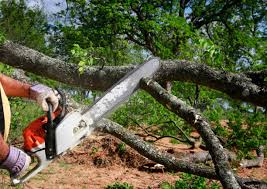 Why Choose Our Tree Removal Services in Rice, TX?